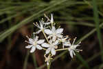 Coastal false asphodel